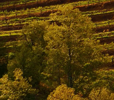 Greenish trees